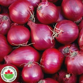 Red Carpet Organic Onion Thumbnail